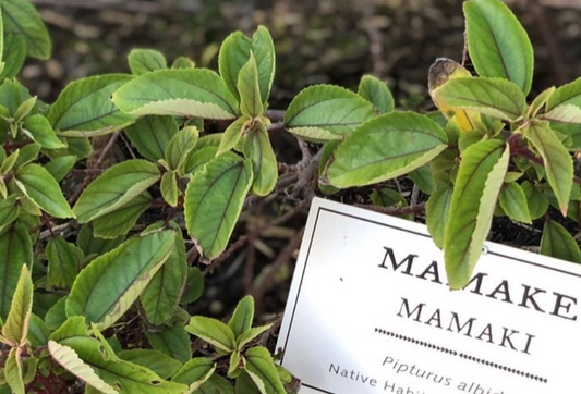 Māmaki: The Rare Hawaiian Native Botanical for Daily Vitality and Balance