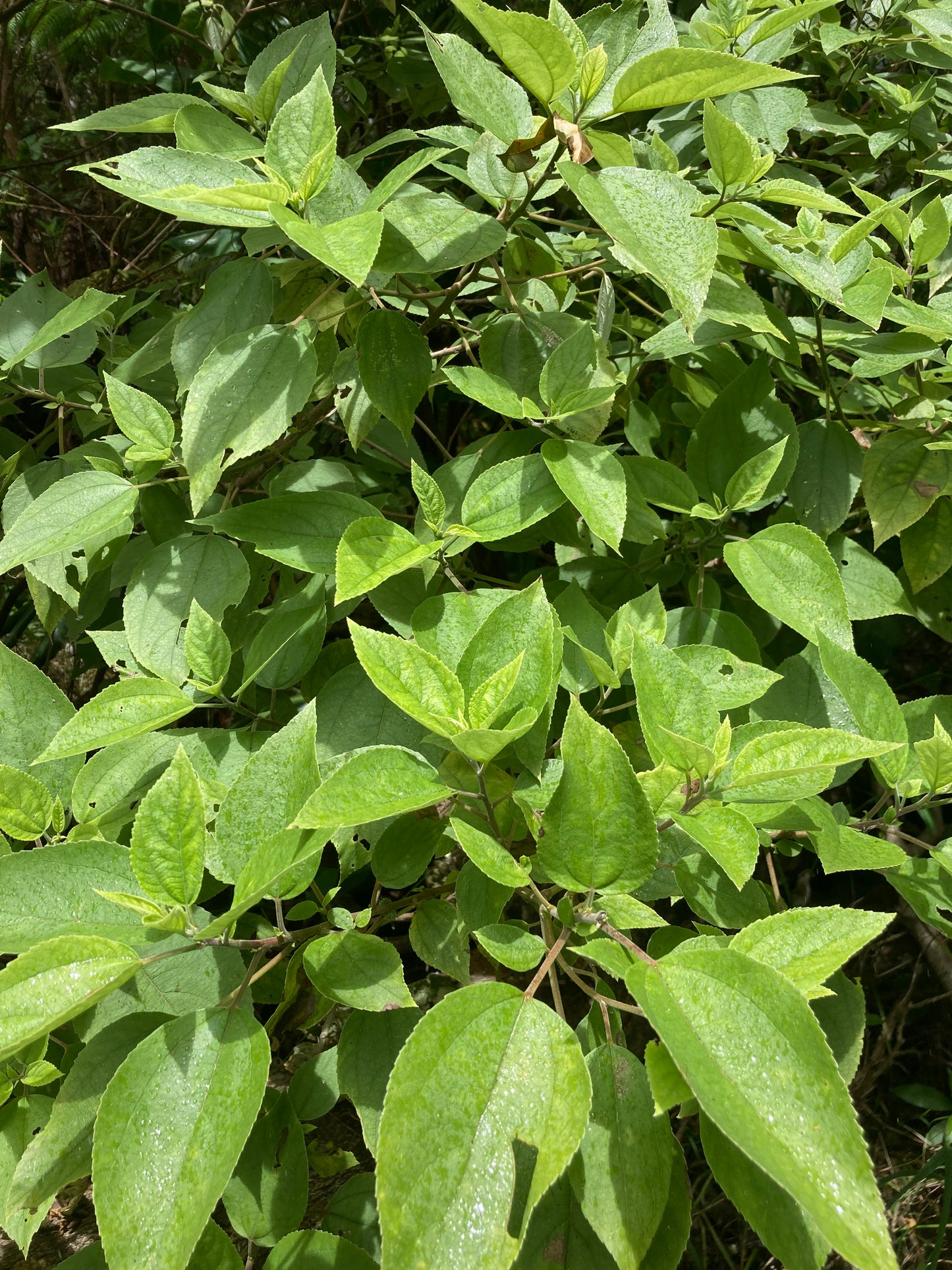 Mamaki Tincture