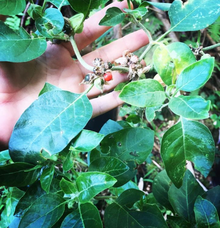 Ashwaganda Tincture