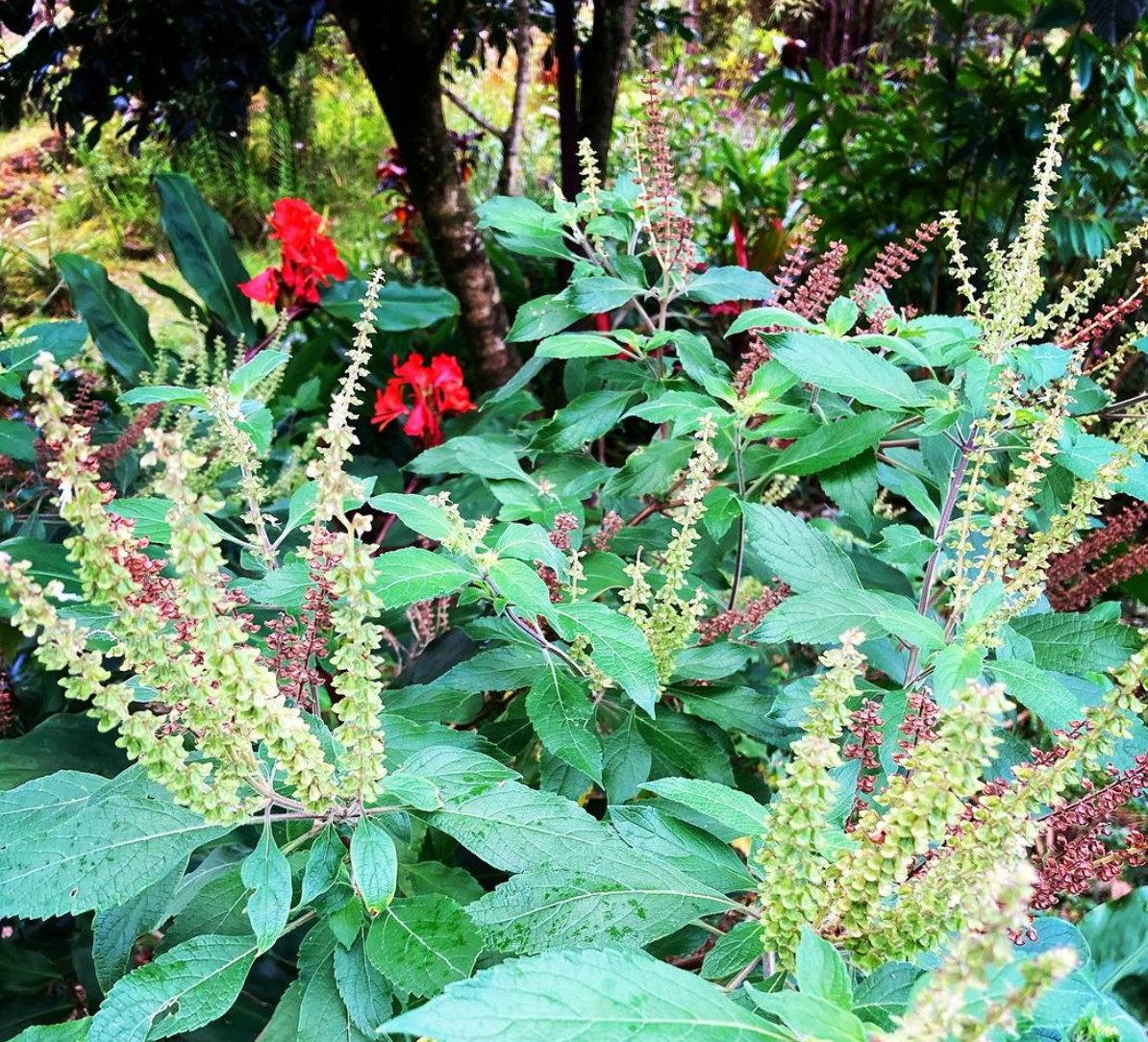Tulsi (Holy Basil) Tincture