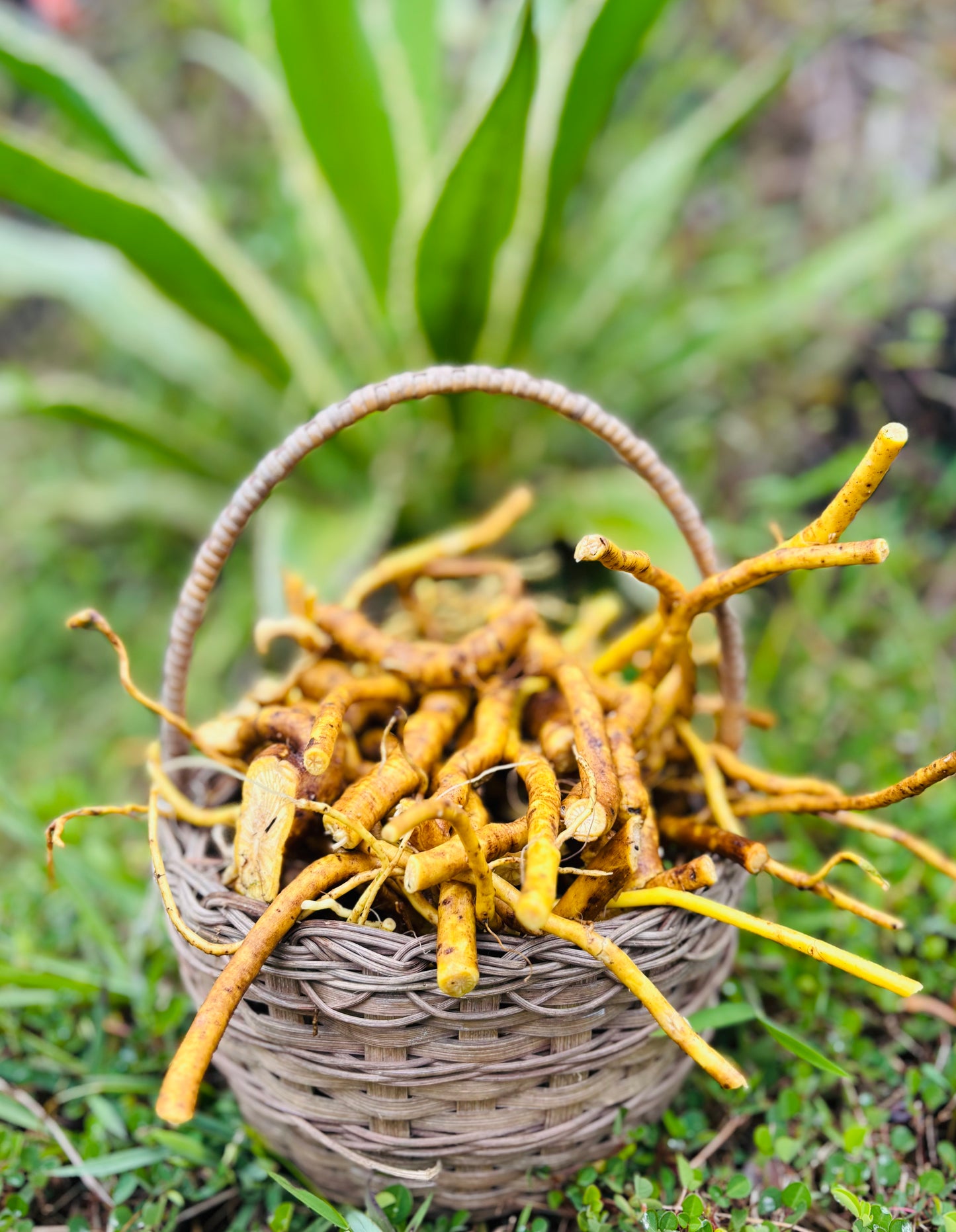 Kava Tincture