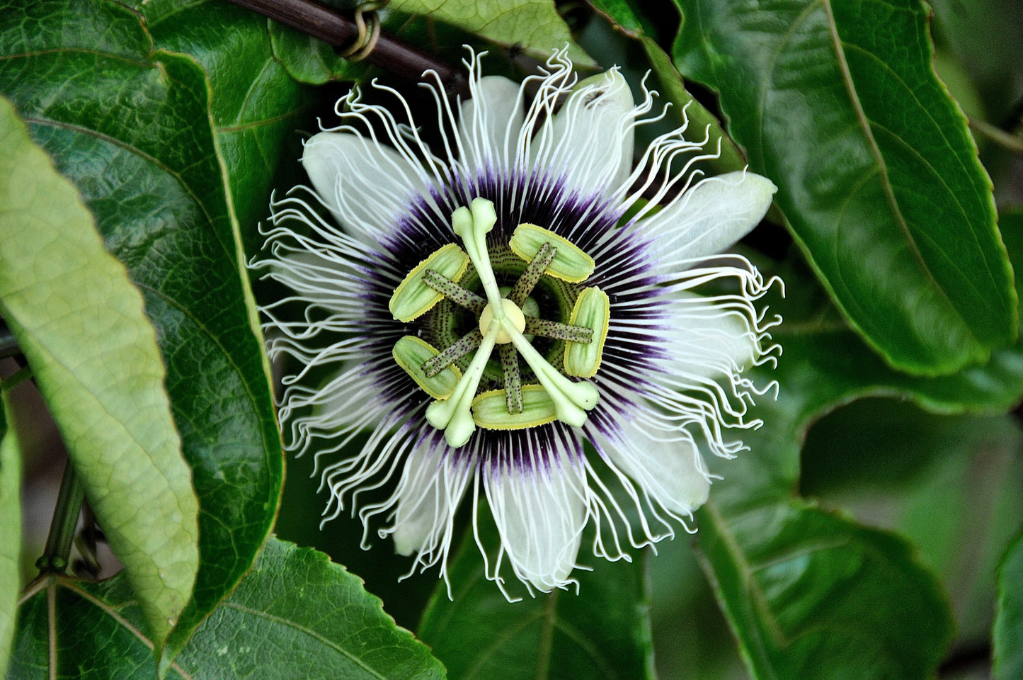 Passionflower (Lilikoi) Tincture